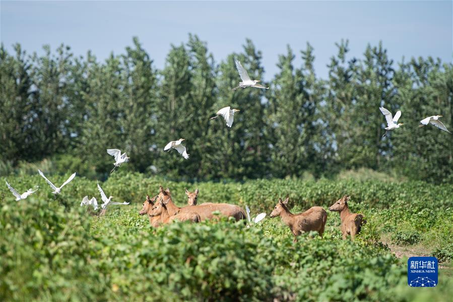 （新華全媒頭條·聚焦生物多樣性大會(huì)·圖文互動(dòng)）（9）攜手同行，開啟人類高質(zhì)量發(fā)展新征程——習(xí)近平主席在《生物多樣性公約》第十五次締約方大會(huì)領(lǐng)導(dǎo)人峰會(huì)上的主旨講話解讀