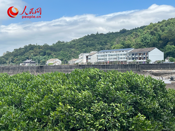 紅樹林郁郁蔥蔥。人民網(wǎng) 歐陽易佳攝